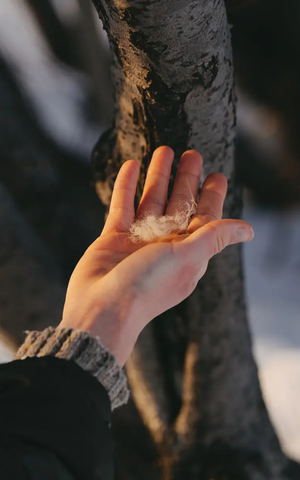 Animal hair in a hand